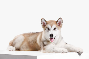 Image showing Husky malamute puppy lying, panting, isolated on white