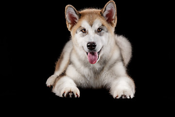 Image showing Husky malamute puppy lying, panting, isolated on black