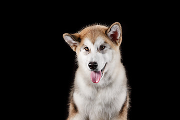 Image showing Husky malamute puppy lying, panting, isolated on black