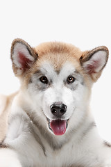 Image showing Husky malamute puppy lying, panting, isolated on white