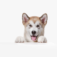 Image showing Husky malamute puppy lying, panting, isolated on white