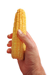 Image showing hand holding corn