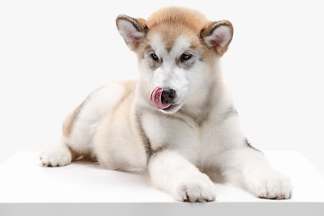 Image showing Husky malamute puppy lying, panting, isolated on white