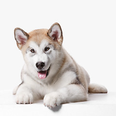 Image showing Husky malamute puppy lying, panting, isolated on white