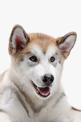 Image showing Husky malamute puppy lying, panting, isolated on white