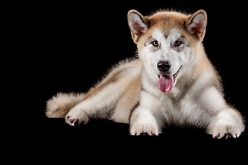 Image showing Husky malamute puppy lying, panting, isolated on black