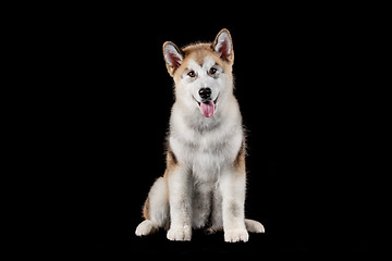 Image showing Husky malamute puppy lying, panting, isolated on black