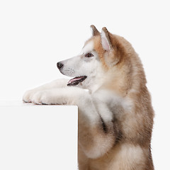 Image showing Husky malamute puppy lying, panting, isolated on white