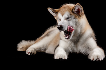 Image showing Husky malamute puppy lying, panting, isolated on black