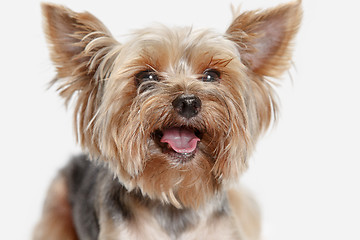 Image showing Yorkshire terrier isolated om white background