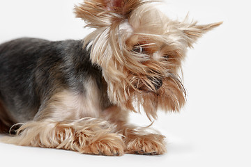 Image showing Yorkshire terrier isolated om white background