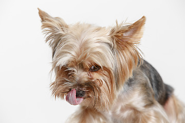 Image showing Yorkshire terrier isolated om white background