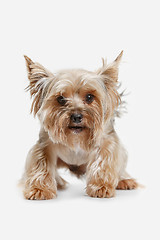 Image showing Yorkshire terrier isolated om white background