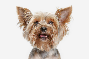 Image showing Yorkshire terrier isolated om white background