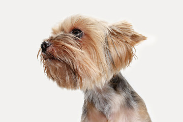 Image showing Yorkshire terrier isolated om white background