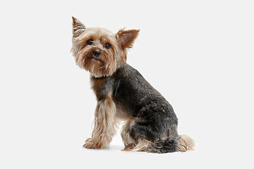 Image showing Yorkshire terrier isolated om white background