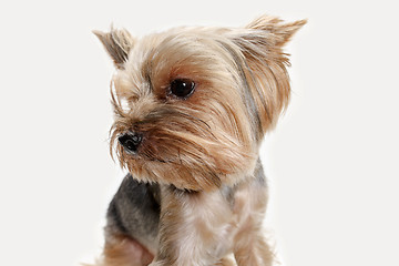 Image showing Yorkshire terrier isolated om white background