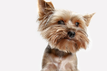 Image showing Yorkshire terrier isolated om white background