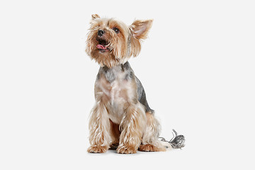 Image showing Yorkshire terrier isolated om white background