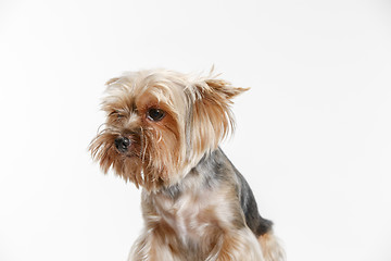 Image showing Yorkshire terrier isolated om white background