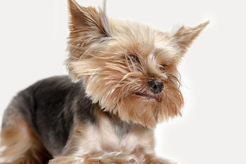 Image showing Yorkshire terrier isolated om white background