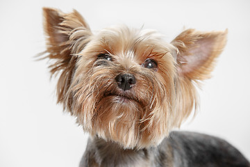 Image showing Yorkshire terrier isolated om white background