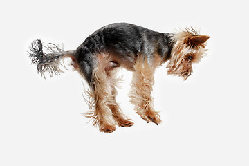 Image showing Yorkshire terrier isolated om white background