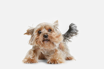 Image showing Yorkshire terrier isolated om white background