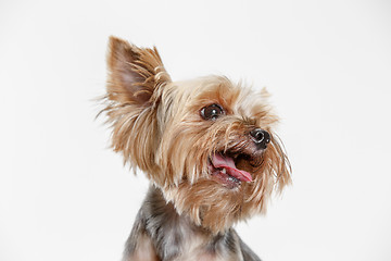 Image showing Yorkshire terrier isolated om white background