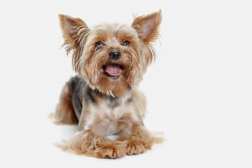 Image showing Yorkshire terrier isolated om white background