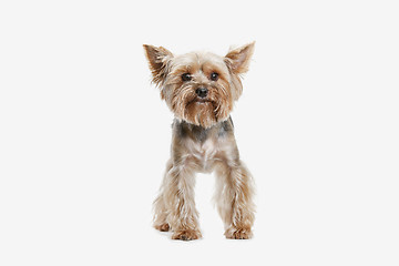 Image showing Yorkshire terrier isolated om white background