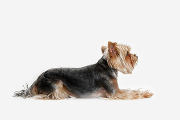 Image showing Yorkshire terrier isolated om white background