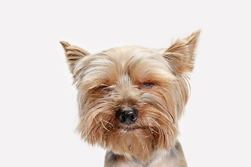 Image showing Yorkshire terrier isolated om white background