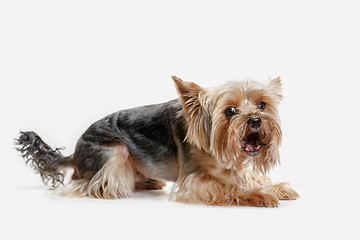 Image showing Yorkshire terrier isolated om white background