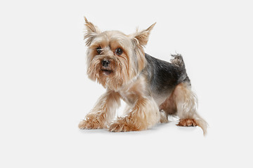 Image showing Yorkshire terrier isolated om white background