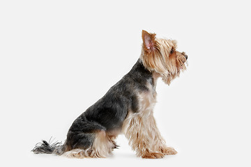 Image showing Yorkshire terrier isolated om white background