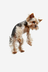 Image showing Yorkshire terrier isolated om white background