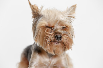 Image showing Yorkshire terrier isolated om white background