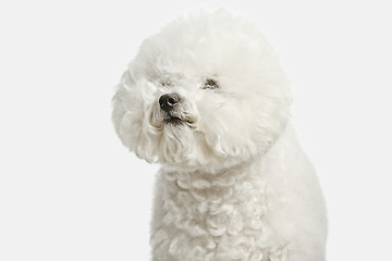 Image showing A dog of Bichon frize breed isolated on white color