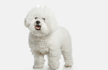 Image showing A dog of Bichon frize breed isolated on white color