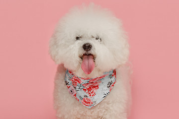Image showing A dog of Bichon frize breed isolated on pink color