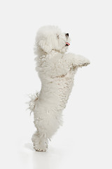 Image showing A dog of Bichon frize breed isolated on white color