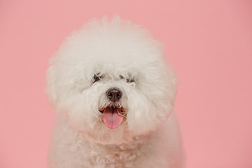 Image showing A dog of Bichon frize breed isolated on pink color