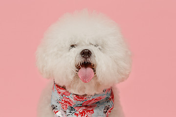 Image showing A dog of Bichon frize breed isolated on pink color