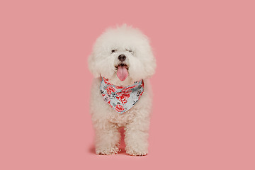 Image showing A dog of Bichon frize breed isolated on pink color