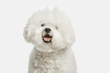 Image showing A dog of Bichon frize breed isolated on white color