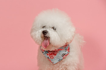 Image showing A dog of Bichon frize breed isolated on pink color