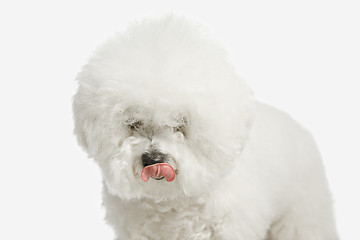 Image showing A dog of Bichon frize breed isolated on white color