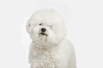 Image showing A dog of Bichon frize breed isolated on white color