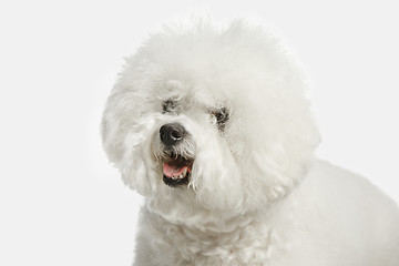 Image showing A dog of Bichon frize breed isolated on white color